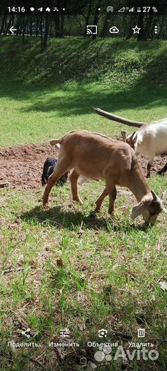 Козлики и козы