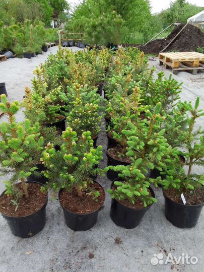 Саженцы ель голубая