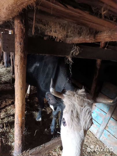 Корова стельная дойная