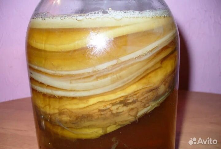 Чайный гриб комбуча