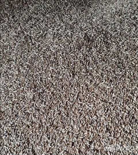 Кормовой овёс, Ячмень яровой корма