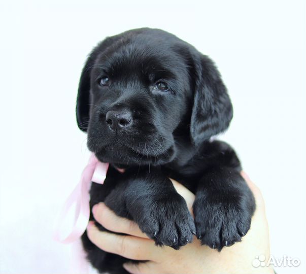 Щенки лабрадора