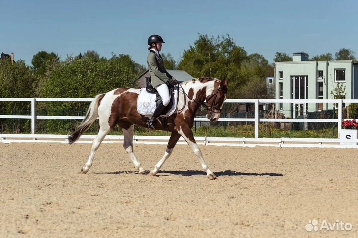 Пегая кобыла-учитель