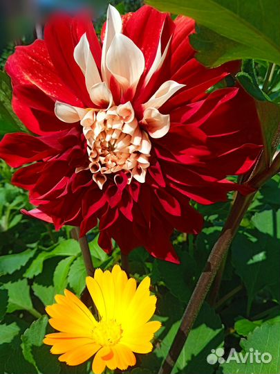 Георгины клубни