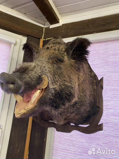 Чучело оленя на реву,кабанов,лосей,косуль