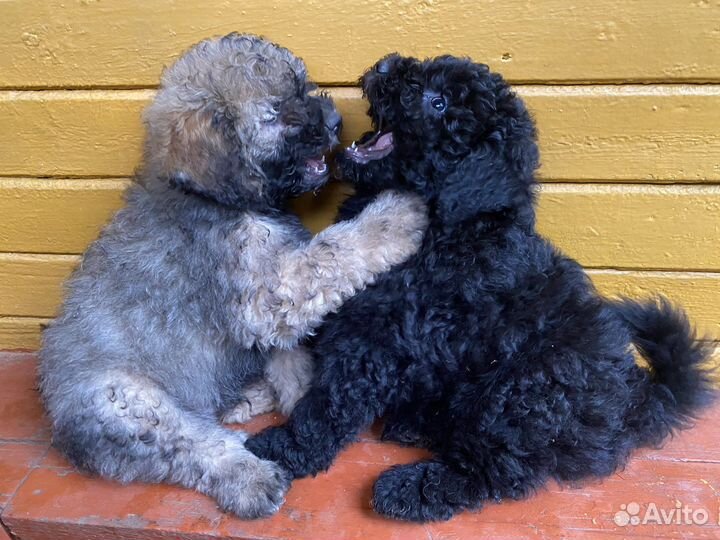 Дредовые охранники пули И комондор