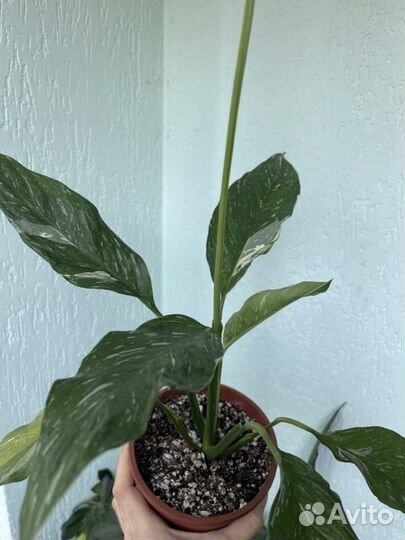 Спатифиллум «Даймонд»