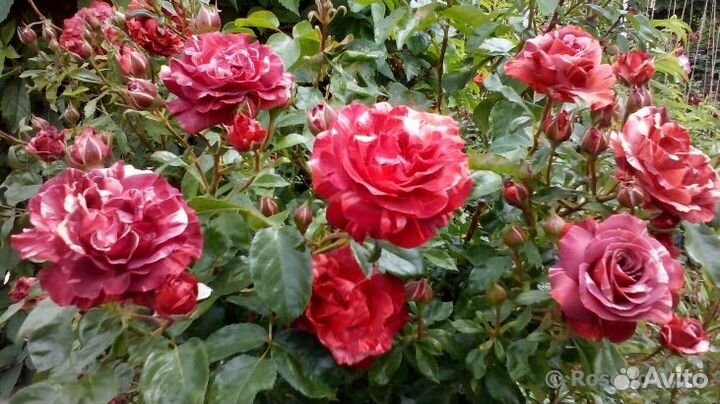 Плетистая шоколадная роза Брауни в горшке 4 л