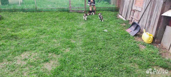 Русская пегая гончая