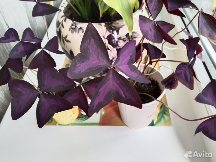 Продам цветы комнатные оксалис