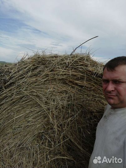 Сено в тюках и рулонах