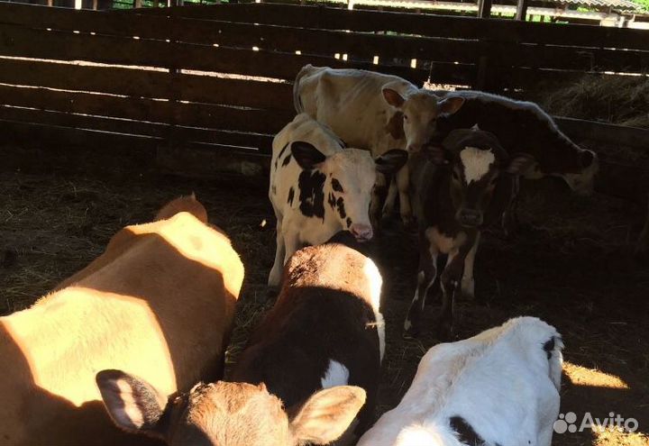 Телята-Бычки