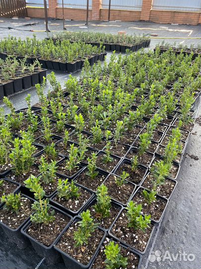 Самшит бересклет