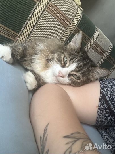 Кошка в дар бесплатно