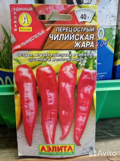 Рассада баклажан и перца