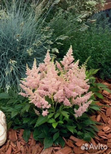 Многолетники из моего сада