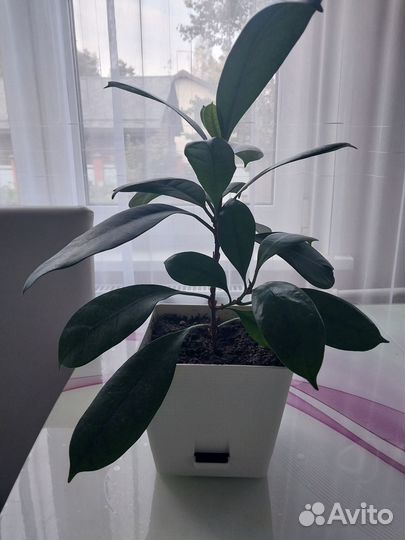 Фикус бокальчатоприлистниковый