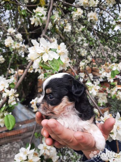 Мини той-терьер