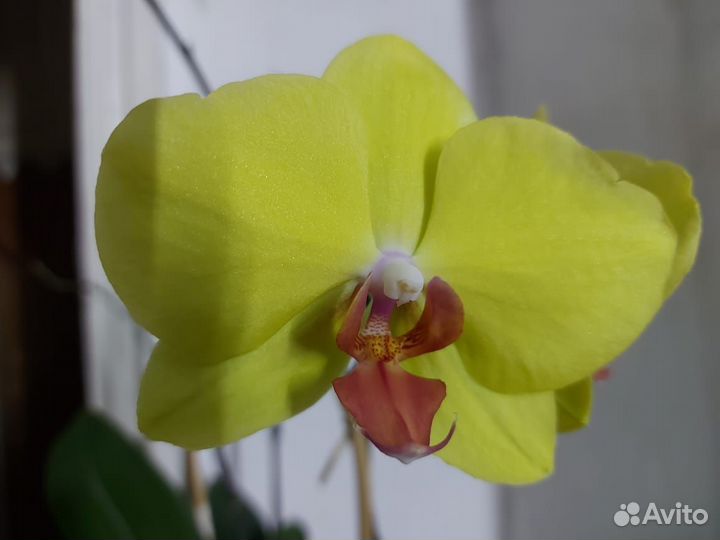 Орхидея фаленопсис