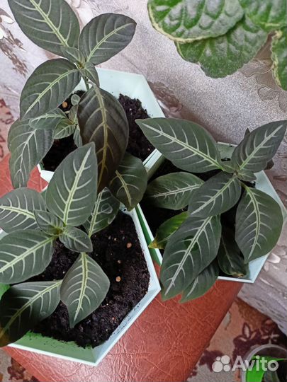 Комнатное растение Руэллия красивоцветущая