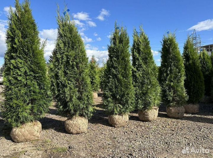 Туя западная Смарагд из питомника