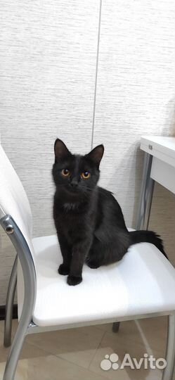 Ищем заботливых хозяев