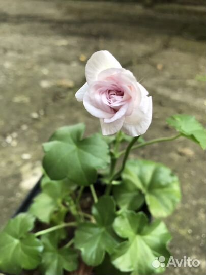 Плющелистная пеларгония ампельная