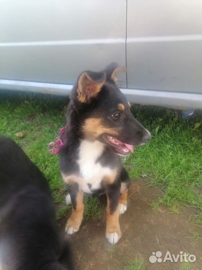 Собака в добрые руки отдам бесплатно