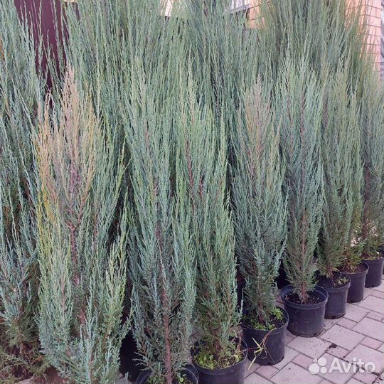 Голубая стрела можжевельник Блю Эрроу и Мунглоу