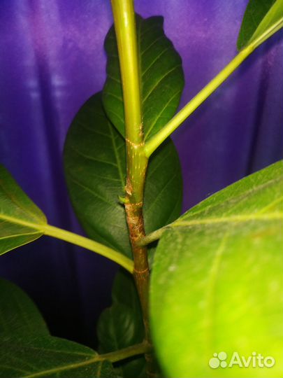 Фикус Альтиссима Бенгальский тигр