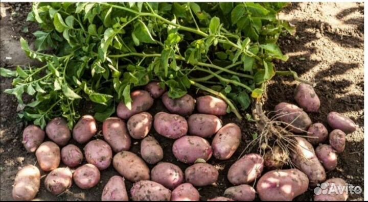 Картофель деревенский с доставкой
