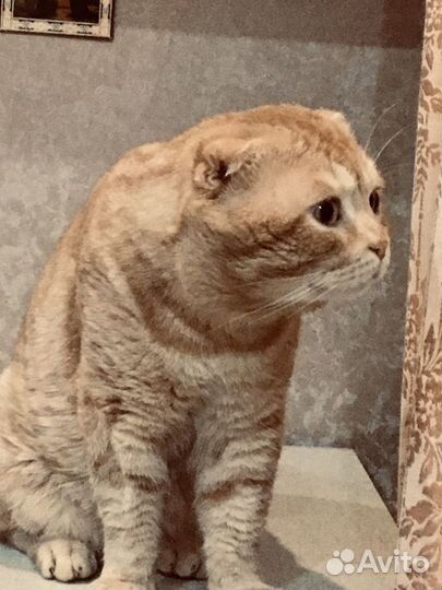 Котик на вязку