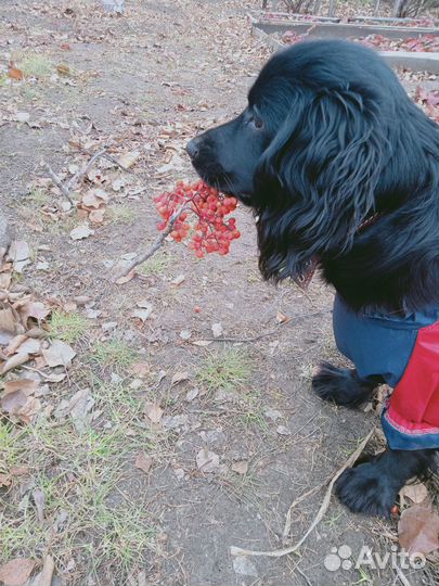 Комбинезон для собаки