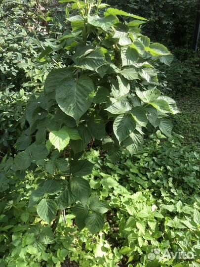 Саженцы ежевики Агавам