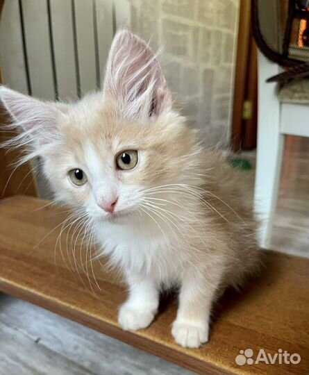 Котенок-мальчик в добрые руки