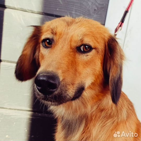 Собаки бесплатно