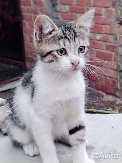 Котята в дар