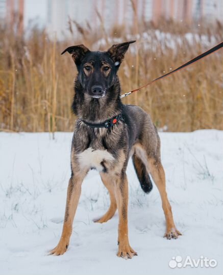 Собака в добрые руки отдам бесплатно