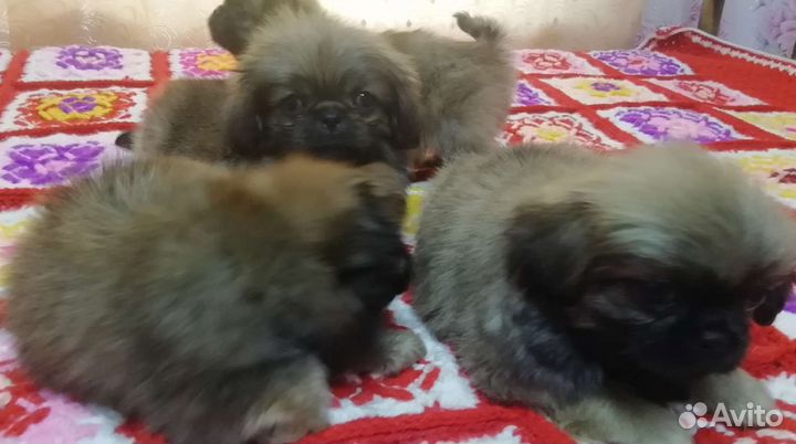 Щенки пекинеса