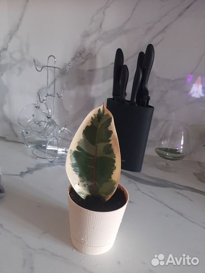 Фикус эластика белиз