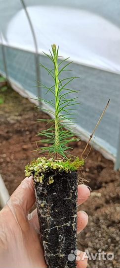 Сеянцы ели европейской зкс оптом