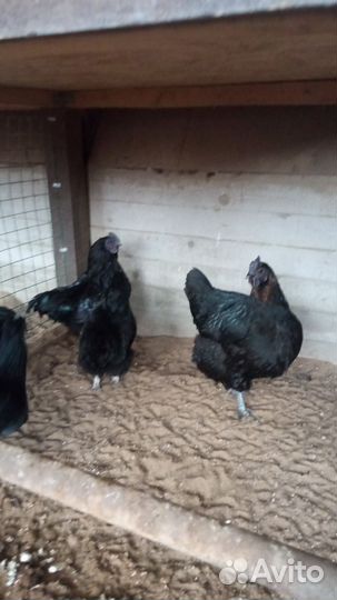 Инкубационное яйцо от настоящих несушек.Цыплята