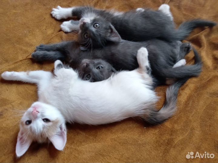 Котята помесь с голубой