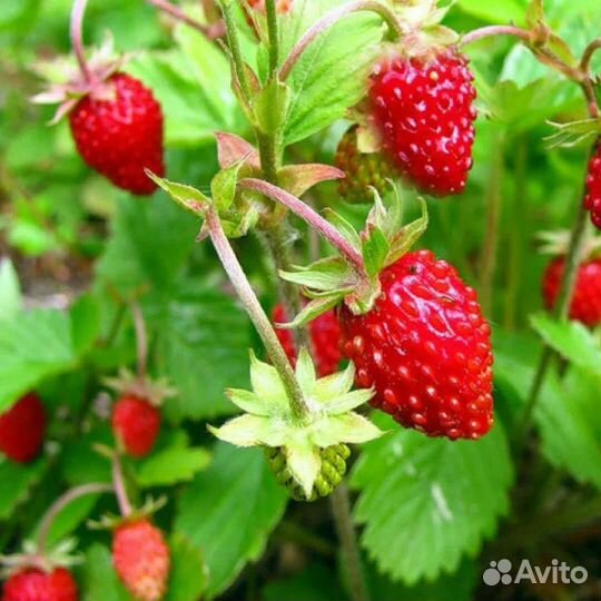 Саженцы земляники мелкоплодной