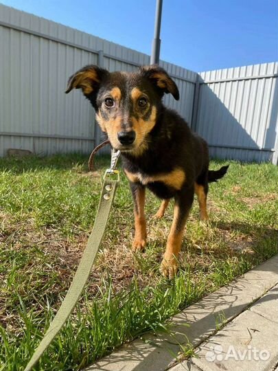 Собаки бесплатно в добрые руки