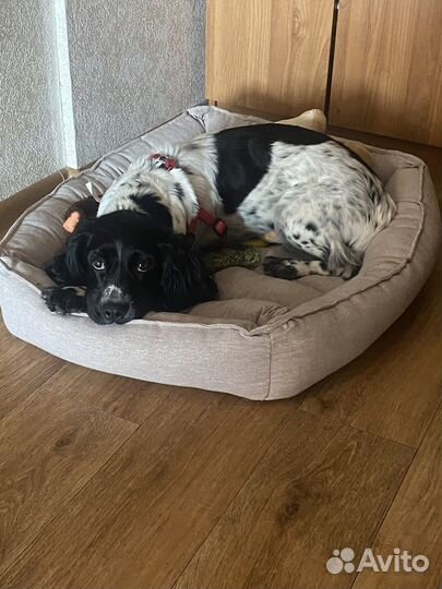 Передержка собак, дог-ситтер