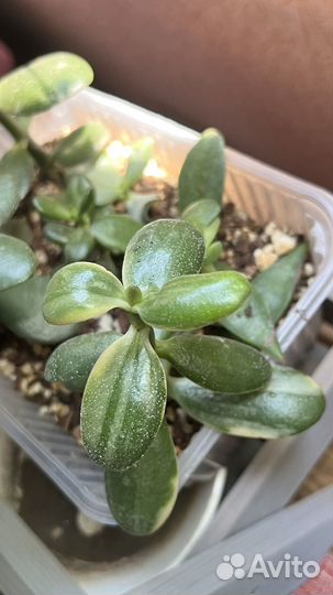 Крассулы сортовые