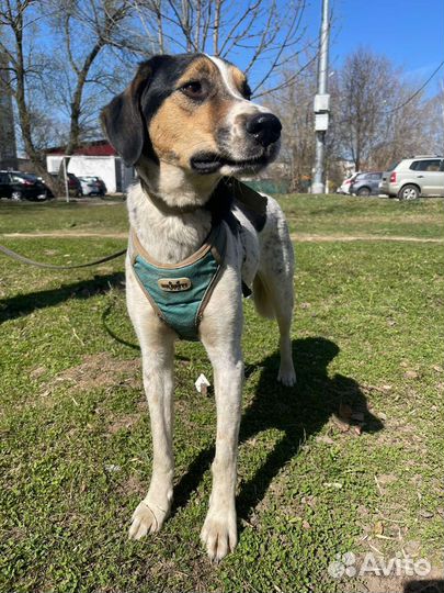 Пойнтер Марта