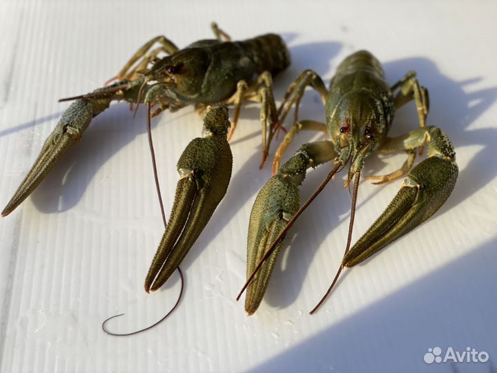 Волжские раки живые, вареные. Доставка