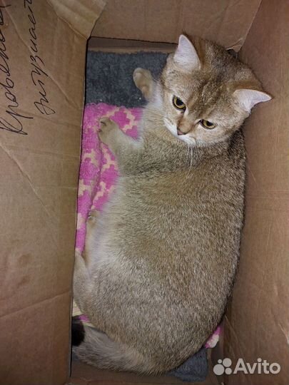 Золотые котята